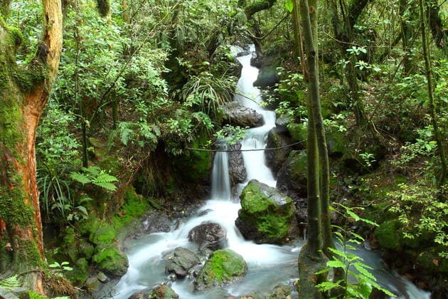 IMAGO Nature: Unsere Erde, Umweltverträgliche Herausforderungen des 21. Jahrhunderts, Regenwald Gorgeous Russel Falls splash down in the Mt Field National Park, Tasmania, Australia. , 2635075.jpg, australia, clean, creek, delicate, fall, field, flow, flowing, forest, fresh, gorge, jungle, landscape, lush, mist, misty, moss, mossy, mt, natural, nature, new, outdoor, pristine, pure, refresh, refreshing, river, russel, splash, splashing, spring, stream, tasmania, water, waterfall,