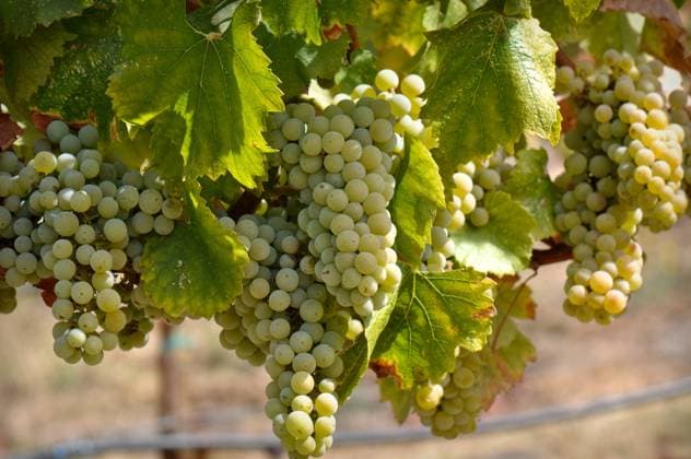 IMAGO Creative, Jahreszeit Herbst auf dem Land Green Grapes on the Vine , 2640665.jpg, agriculture, autumn, bunch, chardonnay, cluster, colorful, country, crop, food, fresh, fruit, grapes, grapevine, harvest, healthy, industry, napa, nutritious, organic, ripe, ripened, scenic, sonoma, tuscany, valley, vine, vineyard, vino, white, wine, winery,