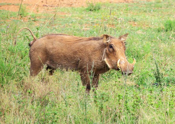 IMAGO Nature: Unsere Erde: Tierwelt: Hässliche Tiere Warthog in Pilanesberg Nature Reserve in South Africa , 2667341.jpg, africa, african, animal, boar, environment, fauna, mammal, nature, outdoors, park, pig, reserve, safari, South Africa, teeth, tusk, warthog, wild, Wild animals, wildlife,