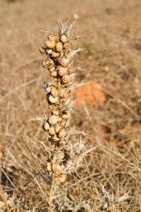 IMAGO Creative, Biodynamische Landwirtschaft Close view of a group of snails attached to a card plant. , 2741649.jpg, group, several, snails, small, card, plant, spike, thorn, pest, field, country, farm, sunny, sun, animal, seasonal, spring, hibernate, nature,