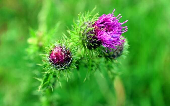 picture of a thistle (Carduus) close up. , 2948713.jpg, thistle, Carduus, macro, abstract, plant, flower, close up,