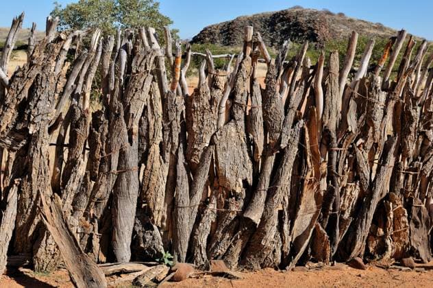 IMAGO Cultures of the world, Himba Volk in Namibia Fence of a kraal where the Ovahimba keep their cattle , 3044523.jpg, himba, ovahimba, kaokoland, kaokoveld, namibia, africa, african, indigenous, kraal, fence, epupa, culture, cultural, arid, kunene, orange, wood, tree,