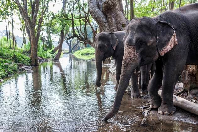 IMAGO Creative: UN Welt-Habitat-Tag am 3. Oktober Two asia elephant drinking water in tropical forest , 3255759.jpg, adventure, animal, asia, asian, big, closeup, domestic, elephant, endangered, female, forest, freedom, green, herbivore, jungle, large, leaves, mammal, natural, nature, outdoor, portrait, safari, species, strength, strong, thailand, tree, tropical, trunk, wild, wildlife,