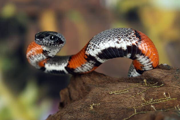 IMAGO Nature: Unsere Erde, Tiere, Gestreifte Tierarten a picture of a beautiful coral snake , 3320985.jpg, coral, dangerous, poison, python, rattle, rattlesnake, render, reptile, serpent, snake, viper, herpetology,