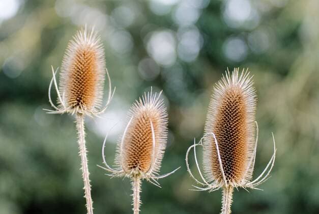 Trio of Teazels , 3325397.jpg, teasel, flower, nature, prickle, plant, dipsacus, thistle, isolated, prick, seed, background, flora, wild, decoration, season, prickly, sharp, beige, closeup, teazel, natural, natural, spiky, botanical, brown, floral, countryside, vegetation, wildflower, thorny, fullonum, three, bokeh, ;,