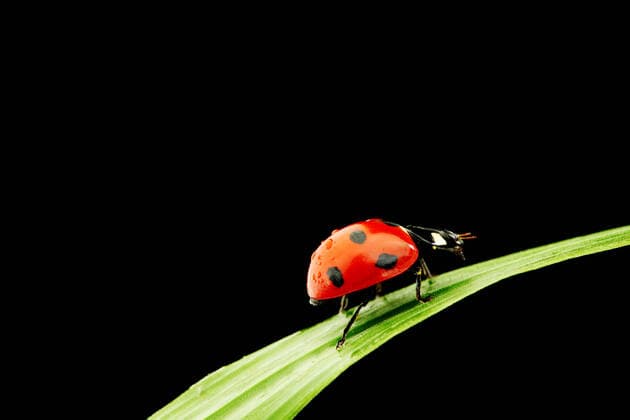 ladybug on grass isolated black background , 3355171.jpg, ladybug, isolated, ladybird, grass, animal, antenna, background, beautiful, beauty, beetle, biology, black, blade, botanical, botany, bright, bug, color, colorful, concept, design, detail, environmental, flora, fly, fresh, garden, green, growth, happy, herbal, insect, life, macro, natural, nature, plant, protecting, red, season, seasonal, shoot, spotted, spring, summer, tiny, up, white, yellow, zoology,