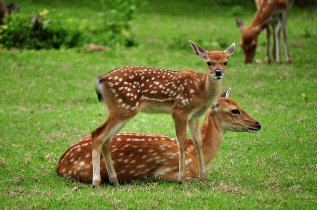 The Sika deer is one of the few deer species that does not lose its spots upon reaching maturity. , 3389695.jpg, african, animal, baby, background, bambi, beautiful, beauty, birth, brown, countryside, creature, cute, deer, eat, environment, face, fauna, fawn, field, forest, fur, grass, green, habitat, herbivore, huntsman, kid, little, mammal, natural, nature, new, newborn, old, outdoor, park, roe, space, sports, spots, spotted, spring, standing, sweet, tail, white, wild, wildlife, young,