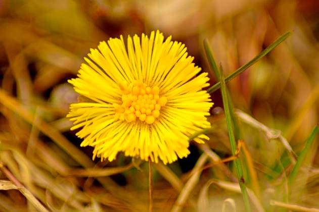 Coltsfoot, Tussilago farfara , 34029526.jpg, coltsfoot, Tussilago farfara, common, cough-wort, flora, flower, blooming, flowers, foal-foot, healing, health-care, health, medical, nature, cure, pharmaceutical, plant, soft, alternative, medicine, spring, yellow, closeup