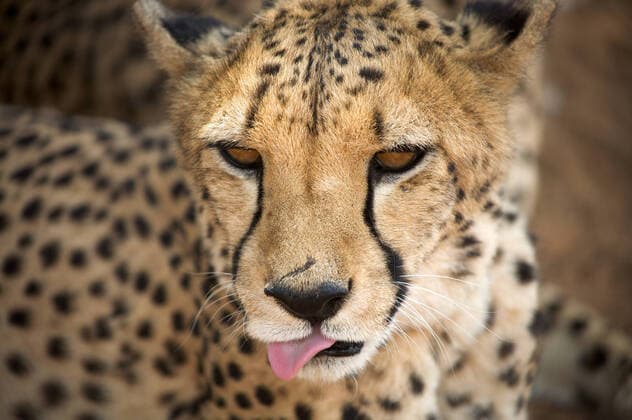 cheetah in Harnas Foundation Namibia , 1942903.jpg, africa, african, animal, big, carnivore, cat, dangerous, dot, dotted, environment, fast, feline, fur, grass, hunt, hunter, jubatus, mammal, natural, nature, outdoor, predator, predatory, rest, resting, safari, speed, spots, spotted, stalk, vicious, watch, wild, wilderness, wildlife, zoo,