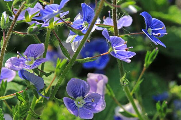 Wildblumen zur Blütezeit Der Gamander-Ehrenpreis zur Blütezeit im Mai *** Wildflowers in bloom The Gamander Speedwell in bloom in May