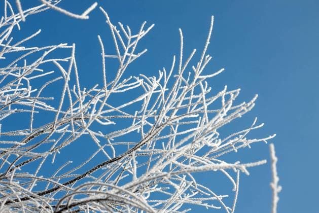 Frosty white branches against clear blue sky , 2115947.jpg, winter, branch, tree, treetops, woods, park, forest, part, detail, bare, leafless, frost, frosty, frozen, frostbitten, grim, white, ice, icy, snow, cold, clear, blue, sky, outdoor, cool, background, weather, beautiful, pure, fresh, purity, nature, natural, environment, environmental, conservation, christmas, vegetation, life, bright, snowy, freeze, freezing, climate, cool, top,