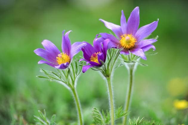 Küchenschelle, Pulsatilla vulgaris *** Pasque flower, Pulsatilla vulgaris 1064101166