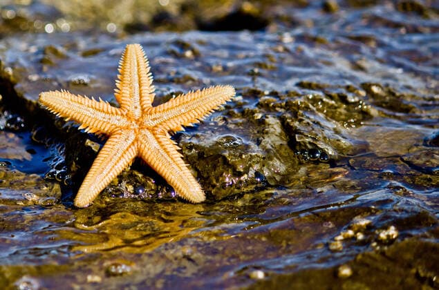 Creative Highlights World Starfish on the rock in the sea water,horizontal , 2585317.jpg, starfish, sealife, rock, stone, sea, water, ocean, orange, brown, backward, horizontal, marine, life, organism, animal, beautiful, biology, closeup, coast, coastline, color, colorful, fish, five, marinelife, mediterranean, natural, nature, outdoors, resting, shape, star, tentacles, wet, wildlife,