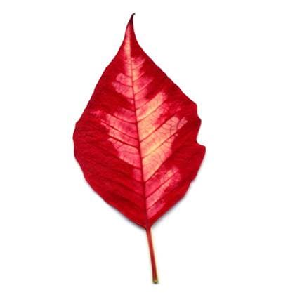 Red Christmas star Poinsettia Euphorbia pulcherrima flower leaf isolated over white background , 10492552.jpg, leaf, poinsettia, christmas star, christmas, star, red, euphorbia, pulcherrima, flower, isolated, white background, white, background, flowers, nature, flora, vegetation, plant, stella di natale, stella, di, natale, leaves, tree, green, xmas, noel, weihnachten, navidad, merry christmas, celebration, holiday, texture, pattern, material, merry,