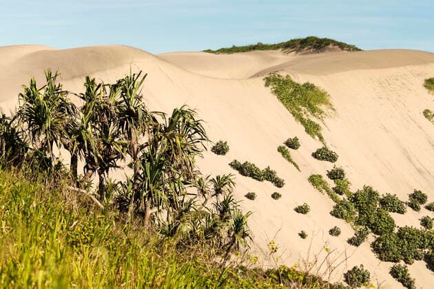 IMAGO Nature: Unsere Erde, Naturschutz, Naturschutzgebiete in Asien Sand Dunes National Park, Sigatoka, Fiji , 14473066.jpg, Viti Levu, Fiji, Sand Dunes National Park, Sigatoka, Fiji, nature, sand, dune, tree, palm, hill, day, nobody, travel, grass,