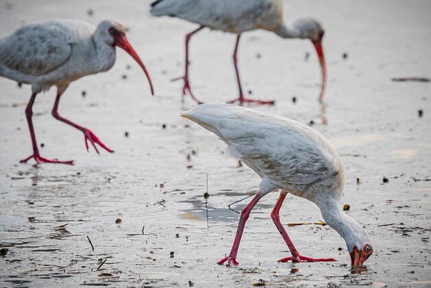 Creative Highlights World White Ibis Birds eating at seashore, Pinckney Island National Wildlife Refuge and Nature Preserve, Hilton Head, South Carolina, USA  Copyright: xStanxKaadyx ghi-kaady00067