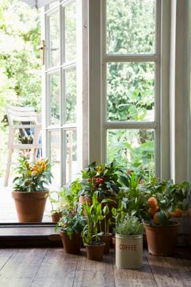 Potted plants in house , property released, , 10110484.jpg, Indoors,Floor,Summer,Nobody,Plant,Interior,Window,Group Of Objects,Glass,Door,Houseplant,Open Door,french window,windowpane,Container Gardening, UK