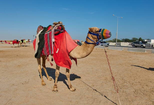 Camel at the Desert of Khor Al Adaid, Qatar, Dec 04, 2021.