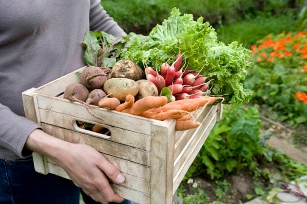 Woman carrying crate of vegetables mid section, model released, , 10025744.jpg, Outdoors,Day,Standing,Casual Clothing,Hand,One Person Only,Food,Mid Section,Holding,Container,Carrying,Photography,Walking,colour,Gardening,Abundance,Caucasian,outside,Box,Agriculture,cooperative,Vegetable,Human Hand,close up,Carrot,Crate,lettuce,radish,vegetable garden,One Woman Only,one woman,organic produce,allotment,Co-operative Farming,Vegetable Box,Self Sufficient,Self Sufficiency,Grow your own, UK