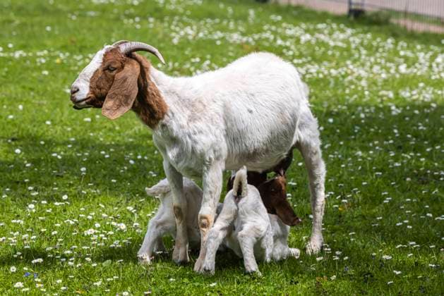 Kaschmirziege mit Jungtier im Höhenpark Killesberg Stuttgart. 08.05.2022: Deutschland, Baden-Württemberg, Stuttgart. *** Cashmere goat with young in Höhenpark Killesberg Stuttgart 08 05 2022 Germany, Baden Württemberg, Stuttgart