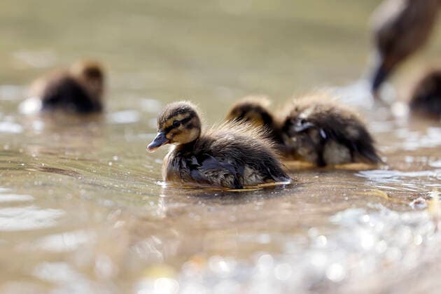 Entertainment Themen der Woche KW18 Entertainment Bilder des Tages Eine Stockente (Anas platyrhynchos) mit ihren Küken am Fühlinger See. Die meisten Stockenten legen 9 bis 12 Eier. Die Bebrütung der Eier beginnt erst nach Ablage des letzten Eies, da die Küken zu den Nestflüchtern zählen. Die Brutdauer beträgt ca. 28 Tage. (Themenbild, Symbolbild) Köln, 08.05.2022 NRW Deutschland *** A mallard Anas platyrhynchos with its chicks at Fühlinger See Most mallards lay 9 to 12 eggs Incubation of the eggs only begins after the last egg has been laid, as the chicks are nest fledglings The incubation period is about 28 days Subject image, symbol image Cologne, 08 05 2022 NRW Germany Copyright: xChristophxHardtx