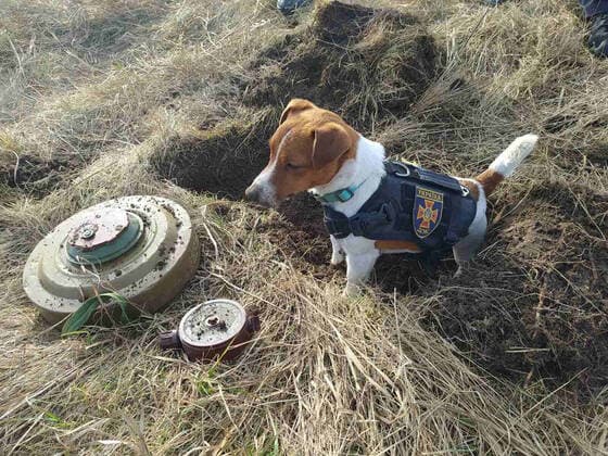 This is Patron. The adorable two-year-old dog who is the mascot of the Ukrainian city of Chernihiv s pyrotechnics disposal team. He accompanies them everywhere - where he is often offered cheese, his favourite food. Chernihiv has come under heavy fire since Russia s invasion of the country due to its position to the North East of the capital, Kyiv. Where: Chernihiv, Chernihiv Oblast, Ukraine When: 15 Mar 2022 Credit: State Emergency Service of Ukraine Cover Images **EDITORIAL USE ONLY. MATERIALS ONLY TO BE USED IN CONJUNCTION WITH EDITORIAL STORY. THE USE OF THESE MATERIALS FOR ADVERTISING, MARKETING OR ANY OTHER COMMERCIAL PURPOSE IS STRICTLY PROHIBITED. MATERIAL COPYRIGHT REMAINS WITH STATED SUPPLIER.** Copyright Copyright: xx imago0152750195h(1) EDITORIAL USE ONLY. NOT FOR USE BY NEWSPAPERS BASED IN THE UK.