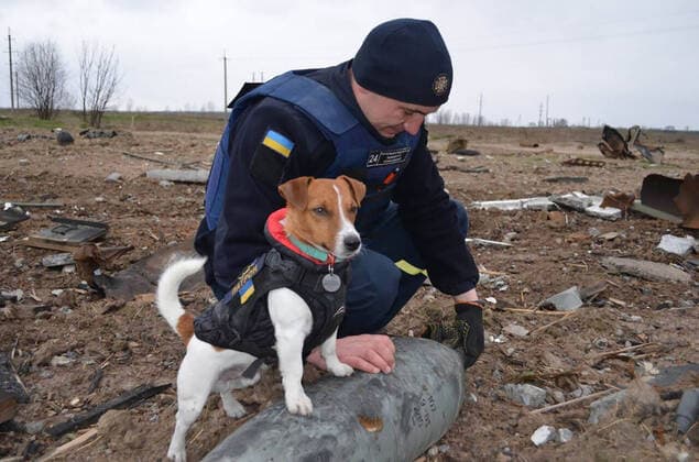 News Bilder des Tages VIDEO AVAILABLE: CONTACT INFOCOVERMG.COM These images and video show a Ukrainian pyrotechnic squad at work in Shestovytsia in the Chernihiv region on Tuesday 19April2022, greeting children and another dog alongside their beloved mascot Patron aka Bullet in translation. Among the tanks and armoured vehicles, a huge number of shells, mortar mines, grenades, ammunition State Emergency Service of Ukraine sappers are clearing the territory of dangerous materials. The Jack Russell terrier has become something of an internet hit for his exploits - which have involved helping Ukrainian soldiers sniff out and locate mines and explosives. To make people aware of mine safety issues, rescuers are interviewing locals and handing ou Copyright: xx imago0156313926h(1) EDITORIAL USE ONLY. NOT FOR USE BY NEWSPAPERS BASED IN THE UK.