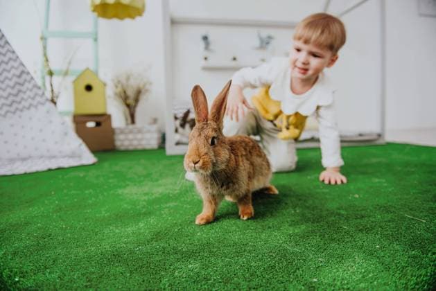 Little boy with bunny, posing at the Easter interior. Gomel, Gomel Region, Belarus CR_PJWUOI220104-893985-01 ,model released, Symbolfoto