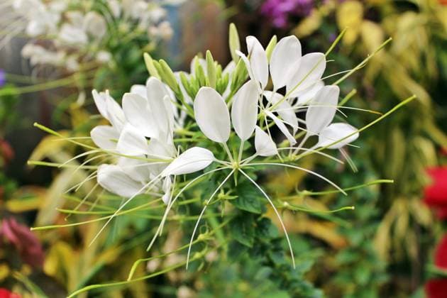 Single white spider flower , 15563696.jpg, spider flower, white, beautiful, hassleriana, flower, nature, lily, plant, garden, cleome, flora, summer, closeup, bloom, outdoor, petal, botanical, grow, green, decoration, natural, park, leaf, spring, season, fresh,