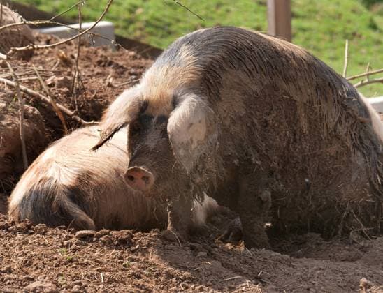 Foto buntes Bentheimer Schwein Schweine *** Photo colorful Bentheimer pig pigs