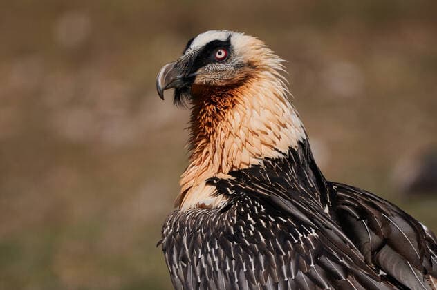Creative Highlights World Wild bearded vulture with ruffled feathers on neck on blurred background of countryside GermanLinares_MiscWildAnimals_37.jpg Copyright: xGermanxLinaresx Model Released