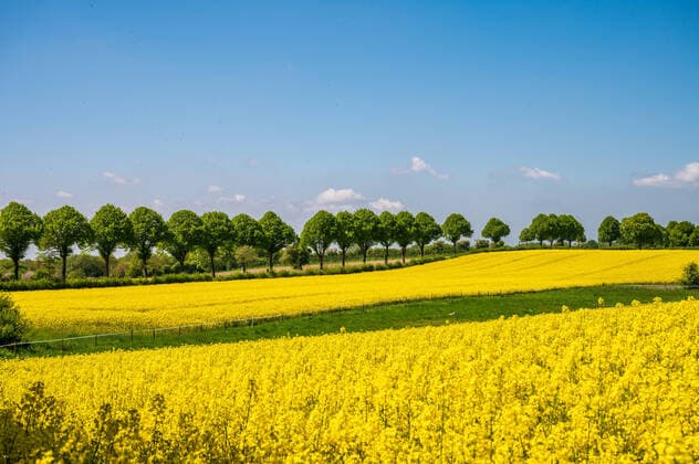IMAGO Nature: Unsere Erde, Energiequellen, Biomasse Blühendes Rapsfeld an einer Baumallee in Schleswig-Holstein vor blauem Himmel *** Rape field in bloom on a tree avenue in Schleswig Holstein against blue sky