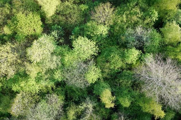 Luftaufnahme. Ein wunderbarer Fruehlingstag im Siegerland. Der Wald zeigt sich bei Siegen in sattem gruen. Ein Baum zeigt sicht ohne Blaetter. Die Baumkronen ragen in den Himmel. Fruehling im Siegerland am 02.05.2022 in Siegen Deutschland. *** Aerial photograph A wonderful spring day in the Siegerland The forest shows up near Siegen in rich green A tree shows up without leaves The treetops rise into the sky Spring in the Siegerland on 02 05 2022 in Siegen Germany