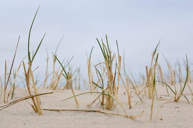 IMAGO Nature: Unsere Erde, Pflanzen: Bedrohte Planzenarten in Deutschland  Strandhafer am Sandstrand, Juist, Töwerland, Ostfriesische Insel, Ostfriesland, Nordsee, Niedersachsen, Deutschland, Europa *** Beach grass on the sandy beach, Juist, Töwerland, East Frisian Island, East Frisia, North Sea, Lower Saxony, Germany, Europe Copyright: imageBROKER/WilfriedxWirth ibxdwh08277691.jpg