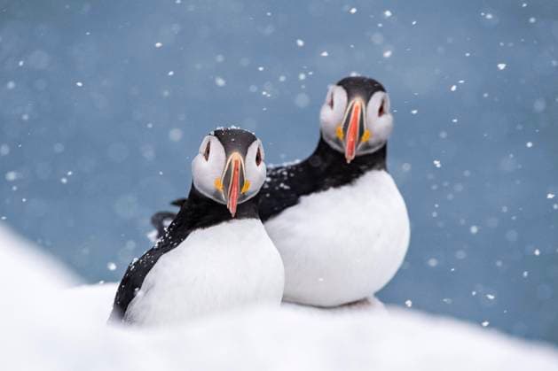  Zwei Papageitaucher (Fratercula arctica) im Winter bei Schneefall, Insel Hornoya, Hornøya, Vardø, Varanger Halbinsel, Troms og Finnmark, Norwegen, Europa *** Two puffins Fratercula arctica in winter during snowfall, Hornoya Island, Hornøya, Vardø, Varanger Peninsula, Troms og Finnmark, Norway, Europe Copyright: imageBROKER/RobertxHaasmann ibxroh08282320.jpg