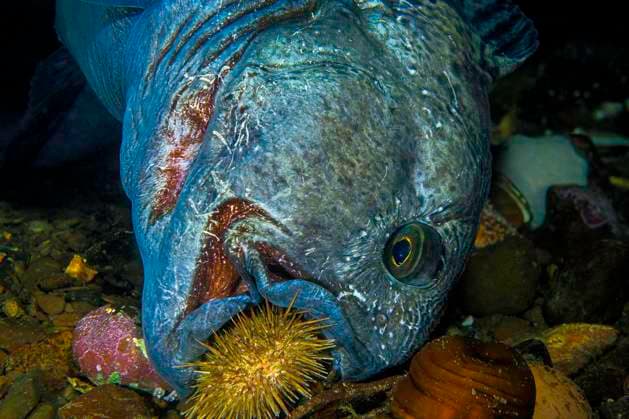  Gestreifter Seewolf (Anarhichas lupus), frisst Seestern, Nova Scotia, Atlantik, Kanada, Nordamerika *** Striped wolf Anarhichas lupus , eats starfish, Nova Scotia, Atlantic Ocean, Canada, North America Copyright: imageBROKER/DetlefxDenne ibxdet08290441.jpg