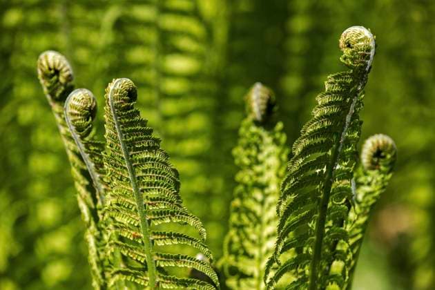 Farn, Wurmfarn (Dryopteris filix-mas), Detail, Baden-Württemberg, Deutschland, Europa *** Fern, Wurmfarn Dryopteris filix mas , Detail, Baden Württemberg, Germany, Europe Copyright: imageBROKER HarryxLaub ibxhal08287335.jpg