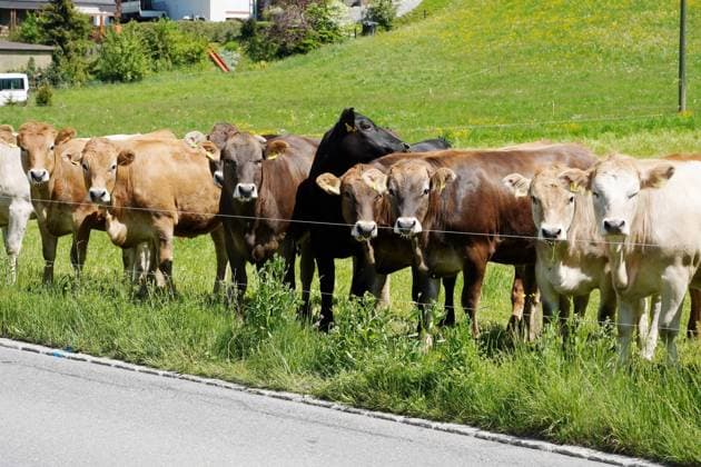 Foto Manuel Geisser 11.05.2022 Landwirtscht. Kuehe am Strassenrand Milchwirtschaft.Tierhaltungsinitiative *** Photo Manuel Geisser 11 05 2022 farmer cows at the roadside dairy farming animal husbandry initiative
