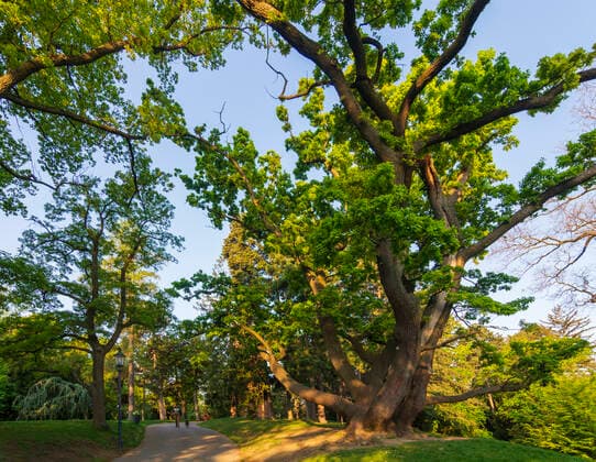 park Türkenschanzpark, big old common oak, pedunculate oak, European oak (Quercus robur) Wien, Vienna Wien Austria 18. Währing
