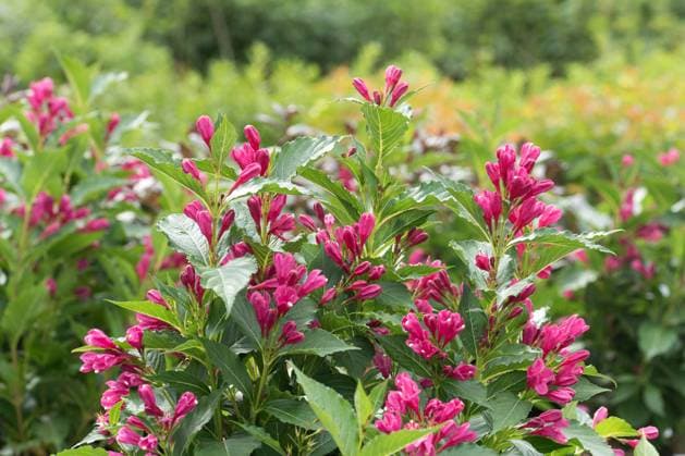 Weigelie, Big Love (Weigelie Big Love , Weigelie Big Love), bluehend, Sorte Big Love weigela (Weigelie Big Love , Weigelie Big Love), blooming, cultivar Bog Love BLWS666934 *** Weigelie, Big Love Weigelie Big Love , Weigelie Big Love , blooming, cultivar Big Love weigela Weigelie Big Love , Weigelie Big Love , blooming, cultivar Bog Love BLWS666934 Copyright: xblickwinkel McPHOTO H.-R.xMuellerx