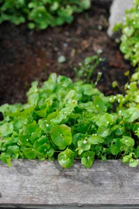 IMAGO Creative: Garten, Anbau im Hochbeet Selbstversorgergarten Salat im Hochbeet Hamburg Hamburg Deutschland *** Self-catering garden lettuce in raised bed Hamburg Hamburg Germany Copyright: xGIANNA_SCHADE___________________x