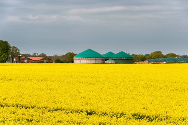 Rapsfeld in voller Blüte an einer Landstraße, im Hintergrund eine Biogasanlage *** Rape field in full bloom on a country road, in the background a biogas plant