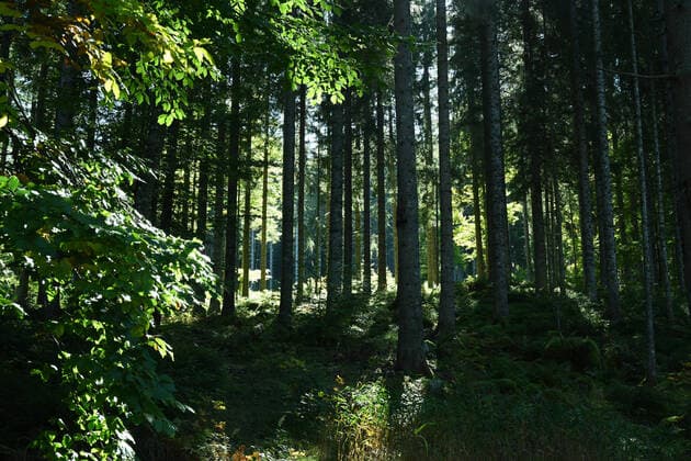 Schluchsee- Schluchsee ist ein heilklimatischer Kurort im Naturpark Südschwarzwald im Südwesten Baden-Württembergs am gleichnamigen Stausee, dem größten See des Schwarzwaldes. *** Schluchsee Schluchsee is a climatic health resort in the Southern Black Forest Nature Park in southwestern Baden Württemberg on the reservoir of the same name, the largest lake in the Black Forest