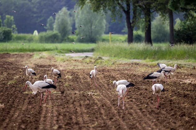 Weißstörche (Ciconia ciconia) und die Landwirtschaft. Die Vögel arrangieren sich mit den Landwirten, da sie in frisch gepflügten Feldern Nahrung finde, 14.05.2022: Deutschland, Baden-Württemberg, Riegel am Kaiserstuhl. *** White storks Ciconia ciconia and agriculture The birds come to terms with farmers because they find food in freshly plowed fields, 14 05 2022 Germany, Baden Württemberg, Riegel am Kaiserstuhl