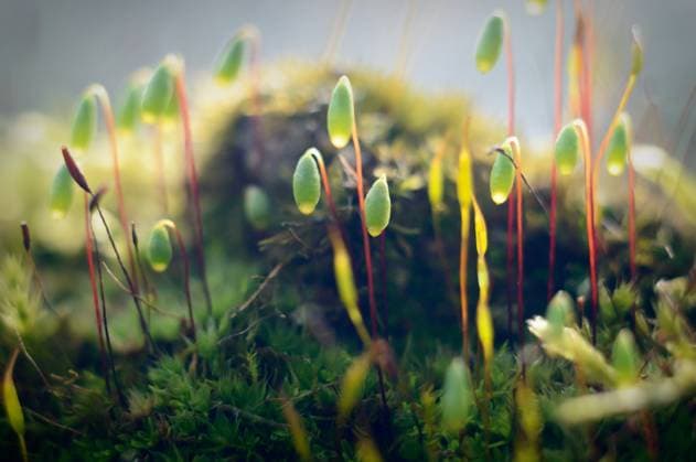 IMAGO Creative, Jahreszeit Frühling, Licht und Sonne plants for natural background, nature series , 22445374.jpg, agriculture, background, beautiful, beauty, botanical, bright, closeup, color, country, countryside, ecology, environment, farm, field, flora, flower, freshness, garden, grain, grass, green, ground, growth, herb, herbal, land, landscape, lawn, leaf, life, light, meadow, natural, nature, outdoor, park, plant, rural, season, spring, summer, sun, sunlight, sunny, sunset, turf, weather, white, wild, yellow,