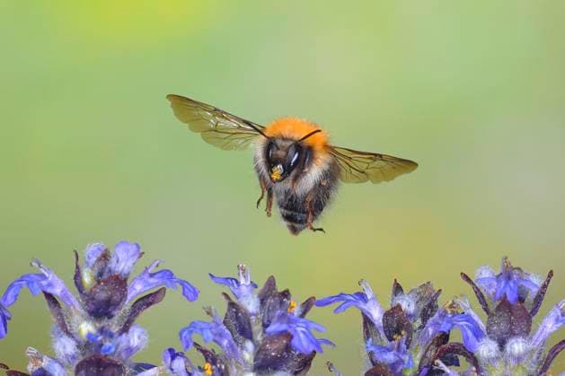  Ackerhummel (Bombus pascuorum), im Flug, highspeed Naturfoto, über Kriechendem Günsel (Ajuga reptans), Siegerland, Nordrhein-Westfalen, Deutschland, Europa *** Field bumblebee Bombus pascuorum , in flight, highspeed nature photo, over creeping günsel Ajuga reptans , Siegerland, North Rhine-Westphalia, Germany, Europe Copyright: imageBROKER/FriedhelmxAdam iblada08301989.jpg
