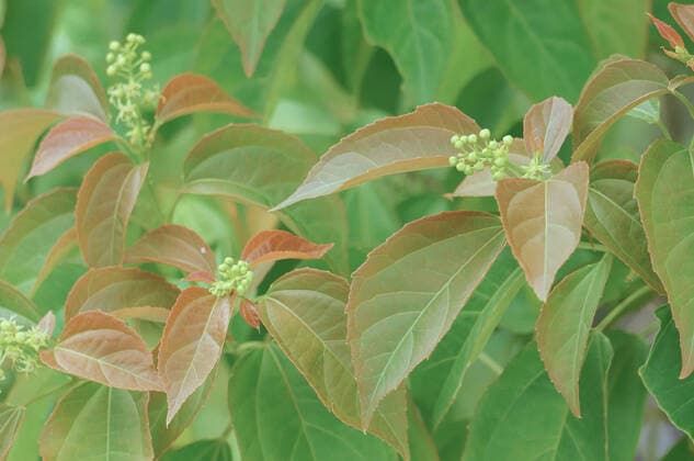 IMAGO Nature: Unsere Erde: Pflanzenwelt: Bedrohte Arten Purging Croton or Croton tiglium Linn with new leaves sprout as background. , 22580270.jpg, agriculture, brown, closeup, color, colorful, croton oil plant, croton tiglium linn., delicious, euphorbiaceae, flora, foliage, food, fresh, fruit, garden, green, group, healthy, ingredient, leaf, natural, nature, nutrition, organic, plant, purging croton, sweet, tasty, tree, tropical, vitamin,
