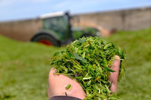 Anfahren und Verdichten von Gruenroggen auf einer Biogasanlage zur Herstellung von Strom im Nordharz. Gruenroggen ist eine Silage aus unreifem Roggen. Sie dient als Grundfuttermittel vor allem fuer Wiederkaeuer sowie als Gaersubstanz in Biogasanlagen (Energiegras). GPS-verdichten auf einer Biogasanlage *** Start-up and compaction of green rye on a biogas plant for the production of electricity in the northern Harz region Green rye is a silage made from immature rye It is used as a basic feedstuff, especially for ruminants, and as a digestate in biogas plants Energy grass GPS compaction on a biogas plant