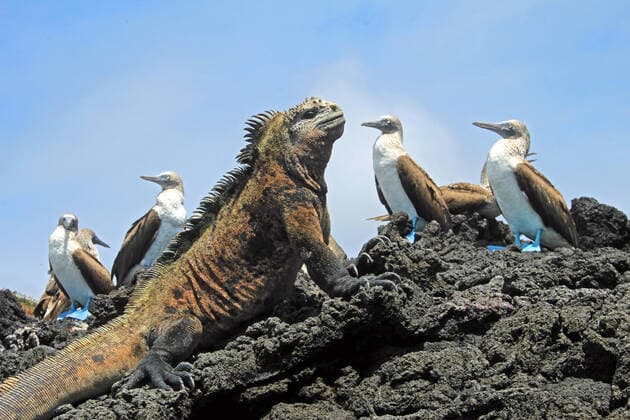 IMAGO Nature: Unsere Erde, Naturschutz, Naturschutzgebiete in Südamerika Marine iguana looking at the blue footed booby, boobies on Isabela Island in Galapagos, Ecuador. Galapagos, Ecuador , 23128904.jpg, blue, footed, booby, iguana, galapagos, marine, island, ecuador, travel, south america, tree, lizard, nobody, bird, cloud, pacific ocean, day, wilderness area, luxury, bird watching, charles darwin research station, latin america, outdoors, tropical climate, national park, volcanic landscape, sea bird, sea, water, nature reserve, the americas, nature, coastline, archipelago, bizarre, travel destinations, wildlife reserve, animal, multi colored, landscape, wildlife, cruise, tower, blue footed booby, blue footed boobies, nest, everglades, charles darwin, chick,