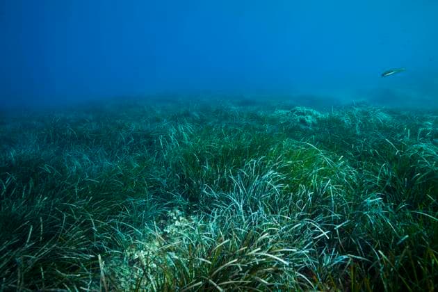 Oekosystem Seegraswiese, Insel Vis, Mittelmeer, Kroatien Ecosystem Seagrass Meadows, Vis Island, Mediterranean Sea, Croatia Oekosystem Seegraswiese, Kroatien *** Ecosystem Seagrass Meadows, Vis Island, Mediterranean Sea, Croatia Ecosystem Seagrass Meadows, Vis Island, Mediterranean Sea, Croatia Ecosystem Seagrass Meadows, Croatia 